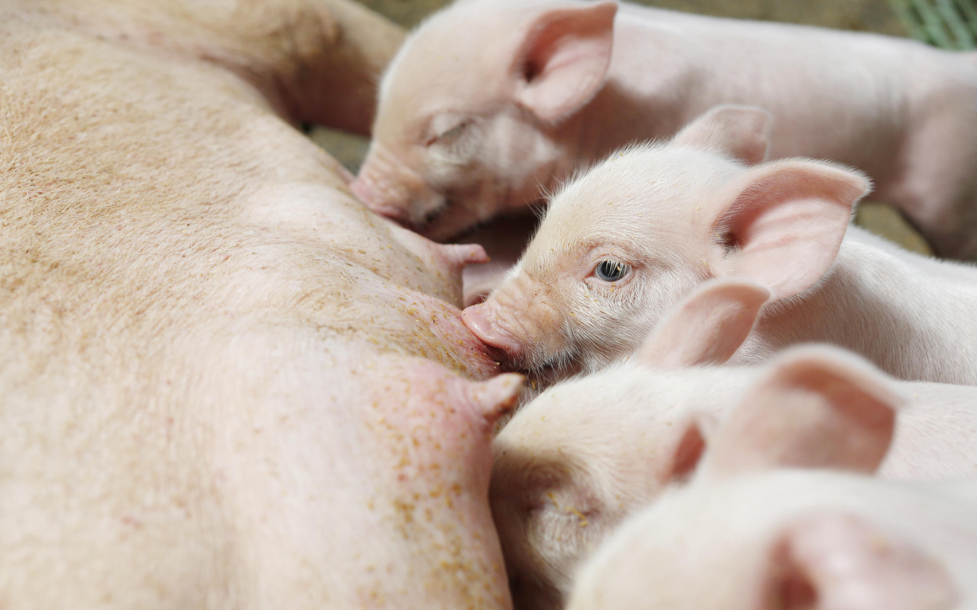 Welfare Pigs