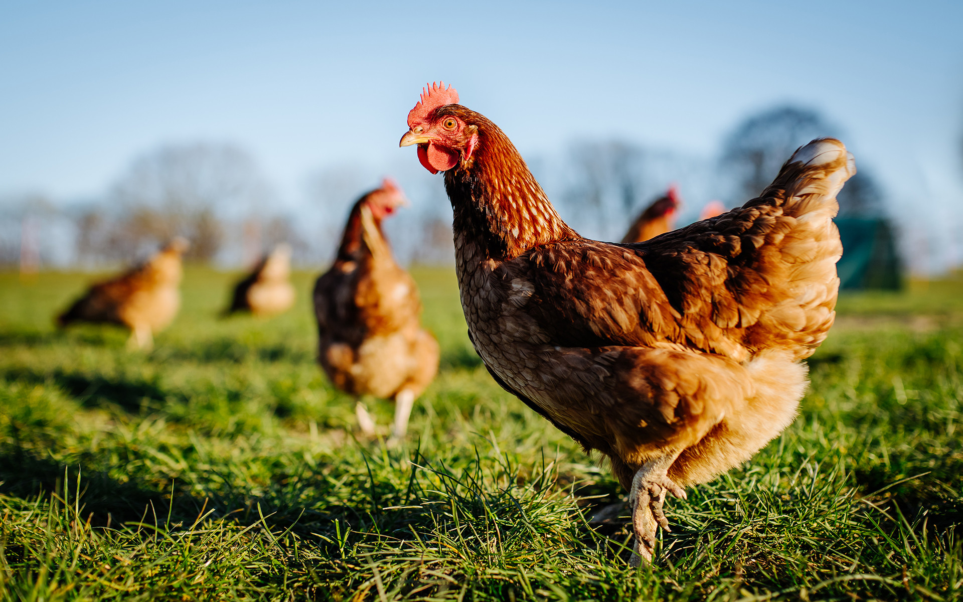 Welfare of Poultry