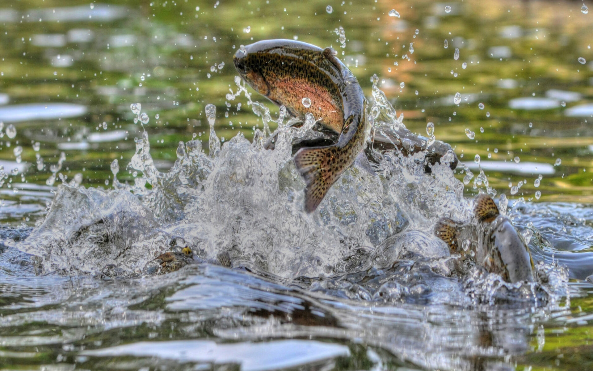 Welfare of Aquatic Animals