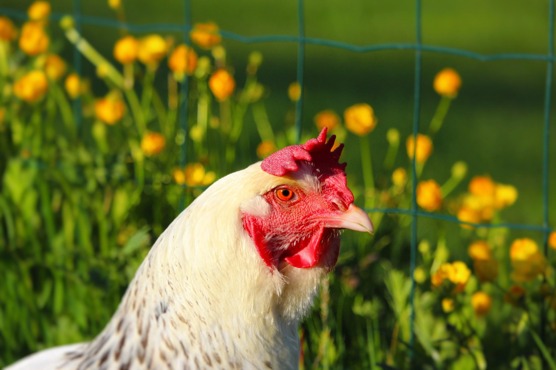 EURCAW Poultry &amp; Small Farmed Animals corso test
