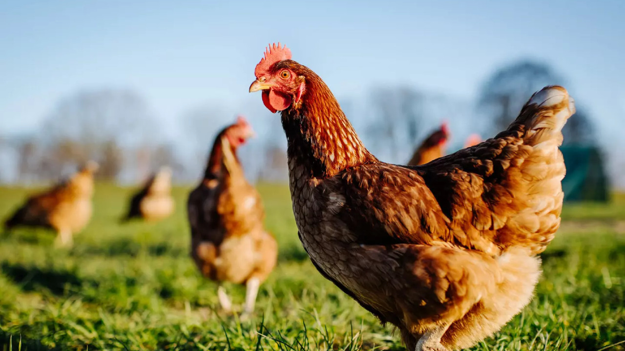 EURCAW Poultry &amp; Small Farmed Animals second edition